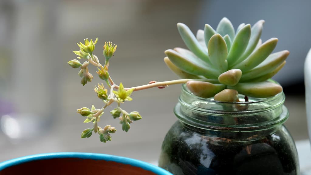 Blooming succulent in a jar