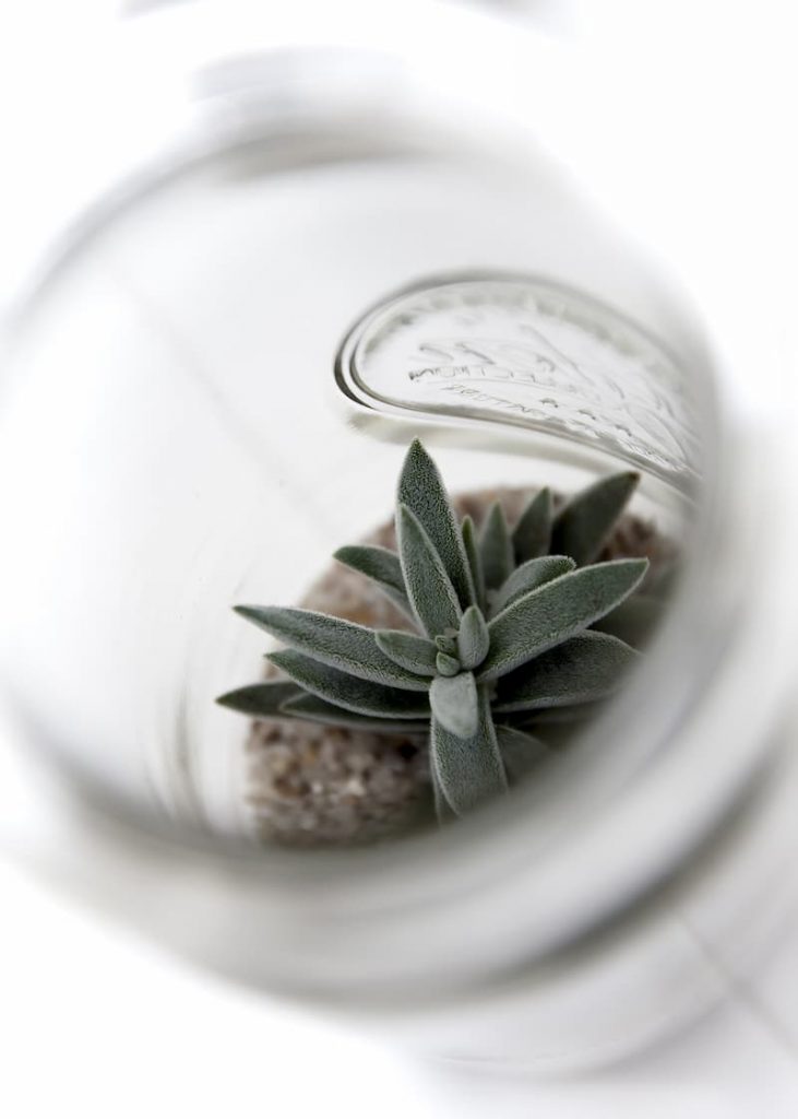 Succulent watered in glass jar