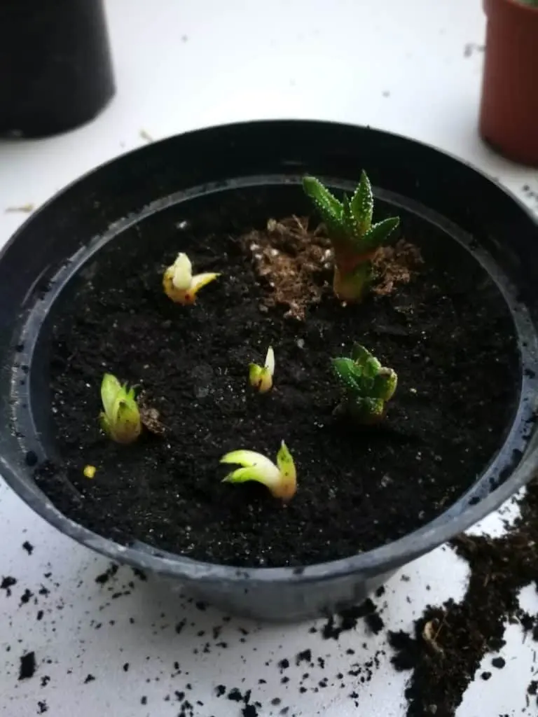 Haworsia seedlings at home