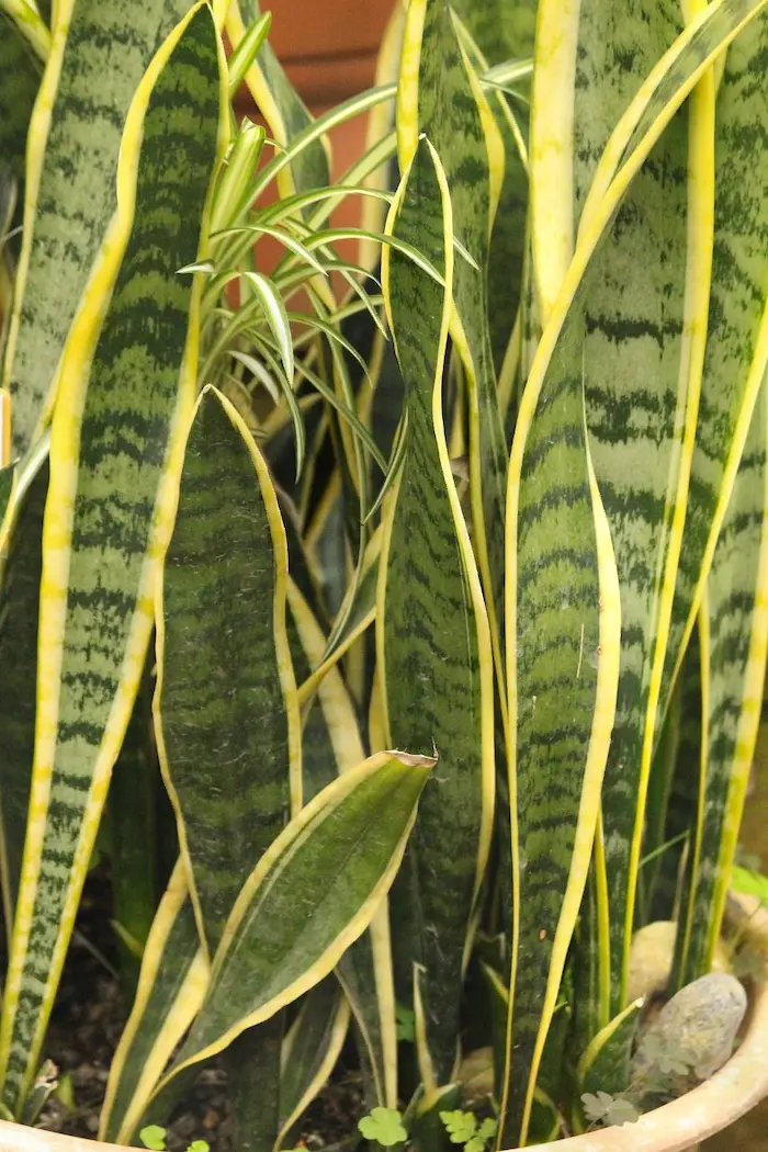 Sansevieria trifasciata (snake plant)