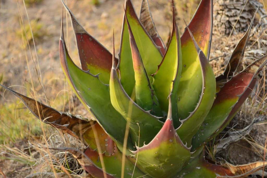 Aloe vera turns brown because of sun