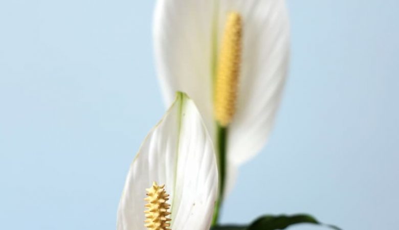 The best soil for peace lily