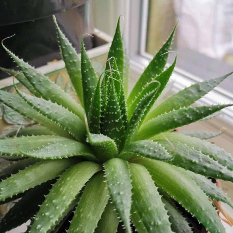 Aloe turns brown! Check why is aloe turning brown?