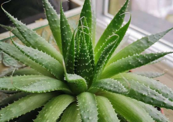 How to care for aloe vera plants