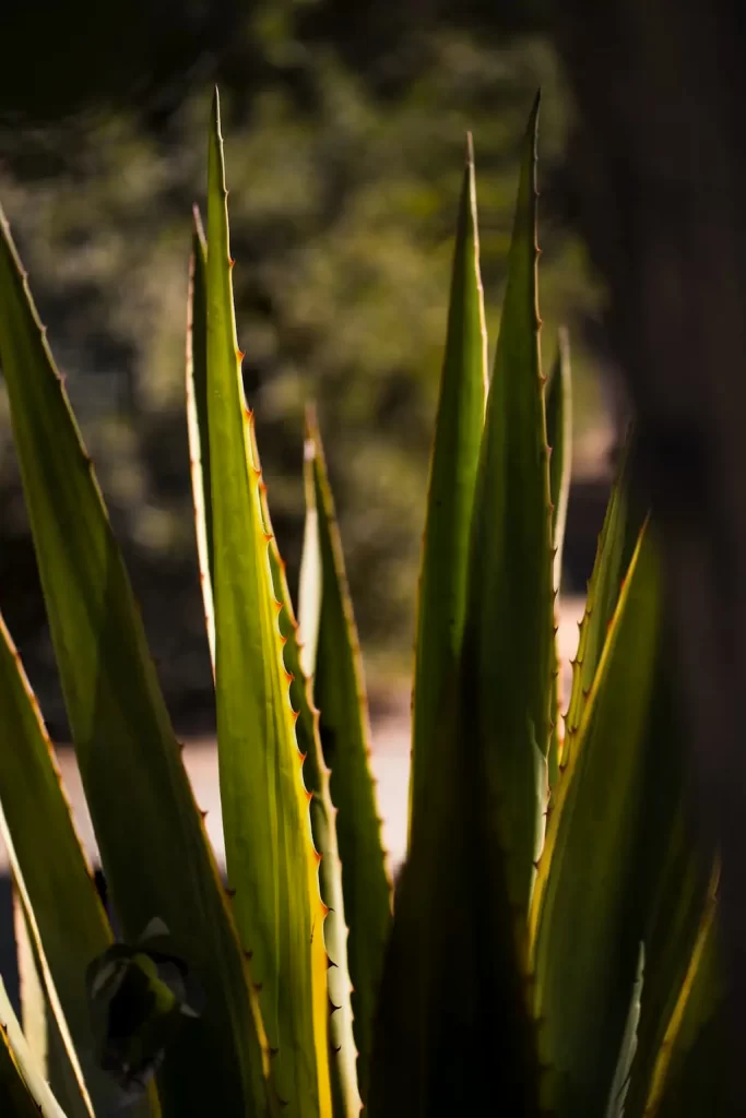 Yellow leaves of aloe without sun